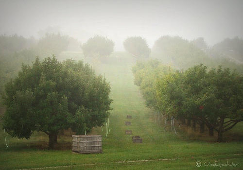 Orchard in mist