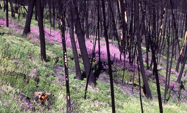 800px-Fireweed_after_fire