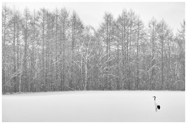 32.-BW-Soliitary-Red-Crowned-Crane-standing-in-conifer-lined-snow-field-as-snow-falls-Hokkaido-Japan