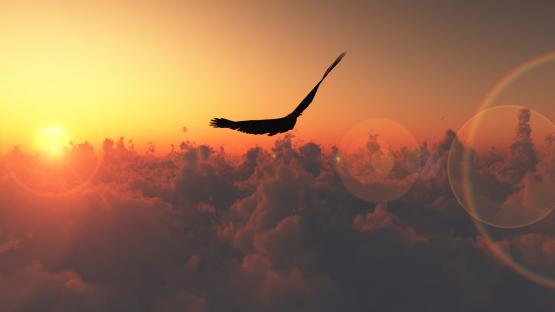 p_bird-soaring-above-the-clouds-1920x1080-wallpaper-l4vpv