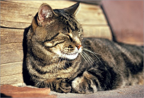 ric-ergenbright-sleeping-tabby-cat-at-capitol-reef-national-park-214581