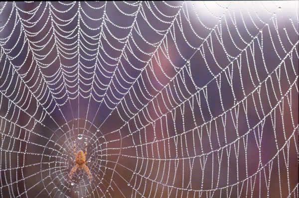 spider+web