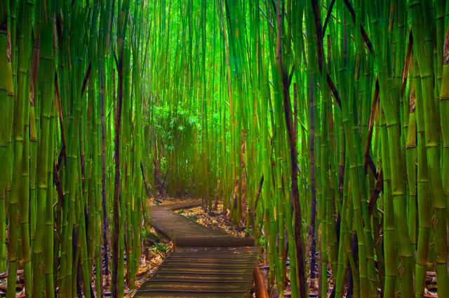 bamboo-forest-maui