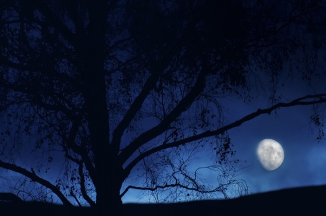 moonlight on a wet and wild night