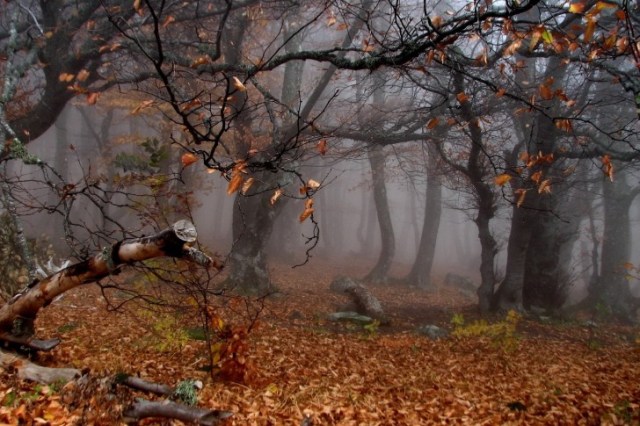 Trees-Autumn-Season-Leaves-Mist-485x728