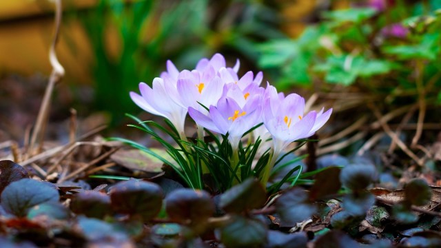 spring_flowers_1680_x_1050_widescreen-1920x1080