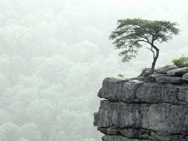 Tree at the precipice