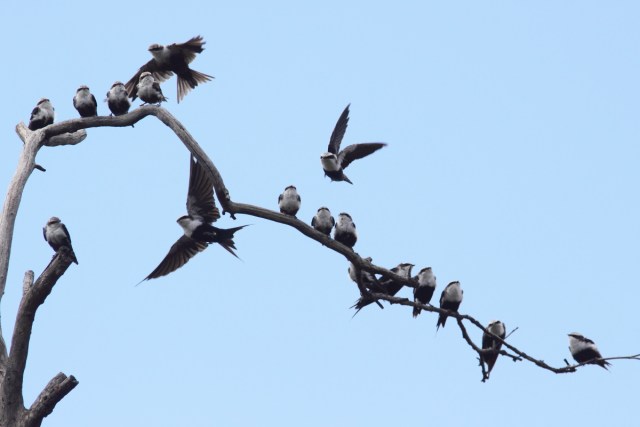 White-backed_Swallows_2
